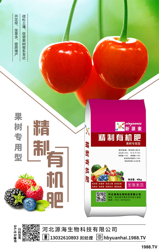 菠菜的生長習性如何?如何提高菠菜的產量?