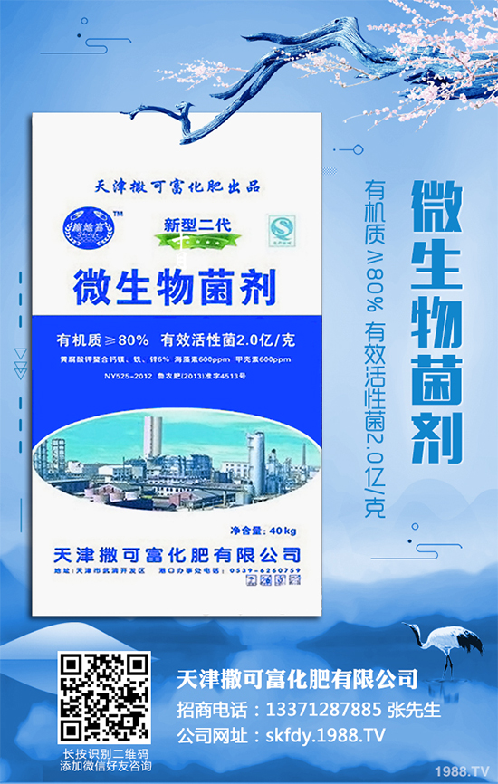 白皮松移栽后枯黃是咋回事?該怎么解決?快來看看吧