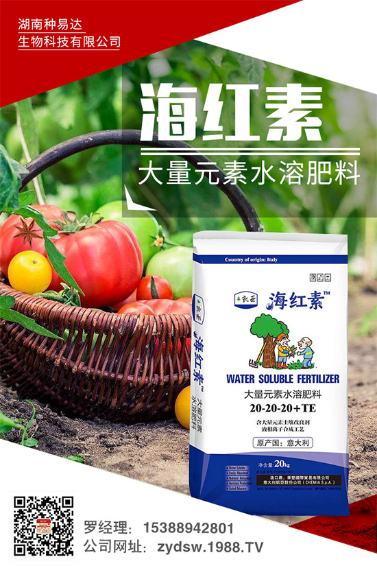 秋季草莓怎么栽?秋季大棚草莓的高產(chǎn)栽培技術(shù)及環(huán)境要求