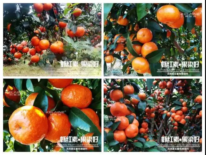 天然果實著色增甜劑——蝦紅素●果染好!