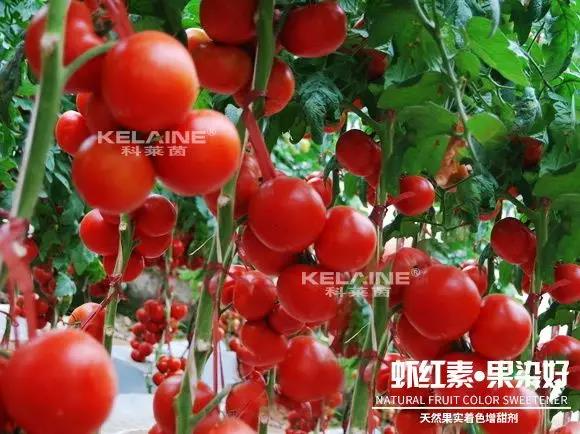 天然果實著色增甜劑——蝦紅素●果染好!