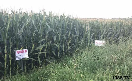 �ٿ���С�����a(ch��n)1471�����pø����ȫ������(j��)�����߮a(ch��n)������(d��ng)֮�o(w��)����