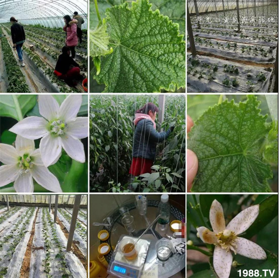 防治高抗性白粉虱——?dú)⑾x殺卵一招制敵