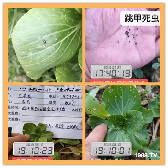 防治高抗性白粉虱——?dú)⑾x殺卵一招制敵