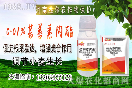 小麥價格上漲節(jié)奏逐漸興起,后市可期!10月22日小麥價格行情