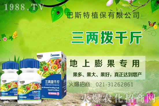 影響牛膝根系的生長(zhǎng)因素有哪些?牛膝生根壯苗用什么葉面肥?