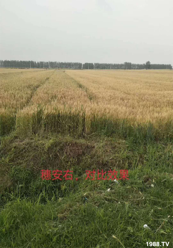 小麥赤霉病危害特點(diǎn),防治小麥赤霉病用什么藥?