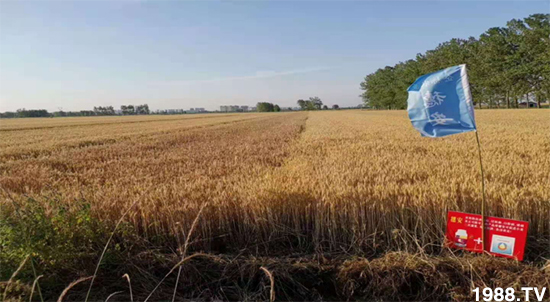 小麥赤霉病危害特點(diǎn),防治小麥赤霉病用什么藥?