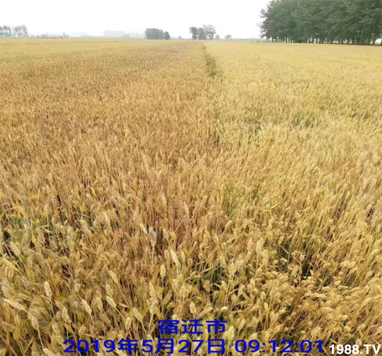 小麥赤霉病危害特點(diǎn),防治小麥赤霉病用什么藥?