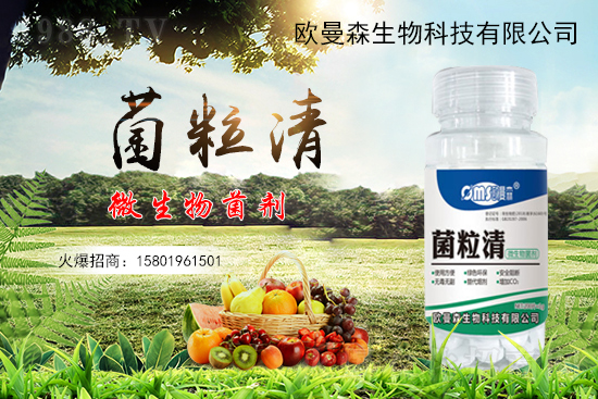 低溫辣椒“灰霉病”易發(fā)生,如何識(shí)別與防治辣椒灰霉病