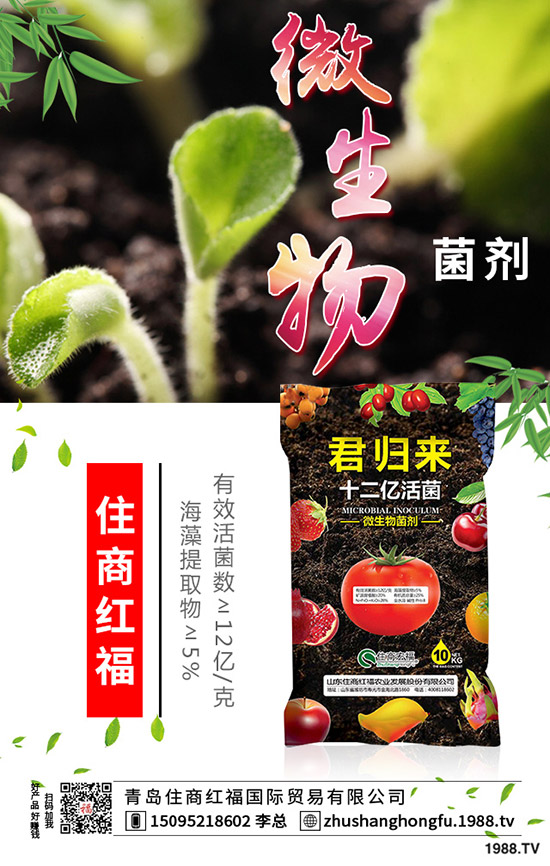 番茄肥害的典型癥狀有哪些,番茄發(fā)生肥害怎么辦?