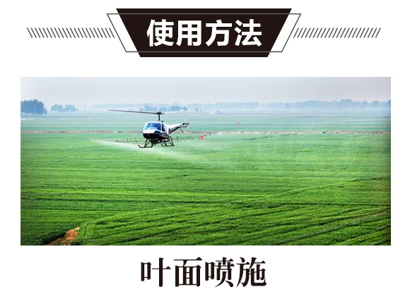 碳?xì)浜朔?綠藻門-碳?xì)鋰?guó)際_02