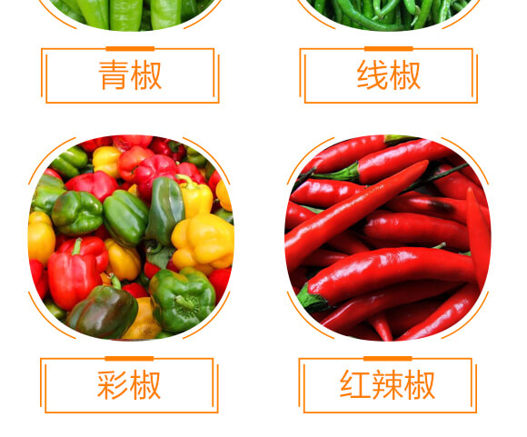 椒類專用椒豐素-麗美澤-中農(nóng)恒大_09