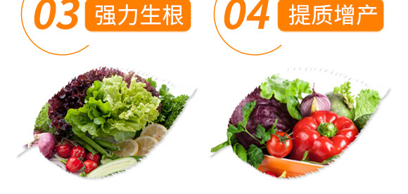 椒類專用椒豐素-麗美澤-中農(nóng)恒大_07