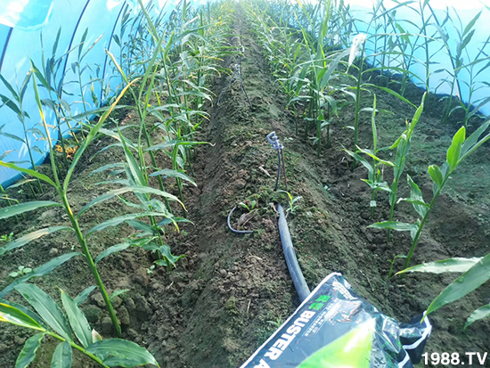     ���׌�Nֲ׃�ø��p����һ��(g��)�ײ���ȫ���䷽����˹�ش󽪠I(y��ng)�B(y��ng)�ײͷ�����