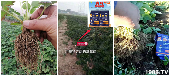     ���׌�Nֲ׃�ø��p����һ��(g��)�ײ���ȫ���䷽����˹�ش󽪠I(y��ng)�B(y��ng)�ײͷ�����