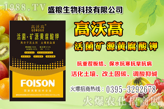 人參果畝產(chǎn)效益是多少?人參果的種植與管理技術!