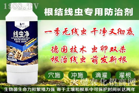 火龍果套袋起什么作用,火龍果套袋果袋如何選擇?