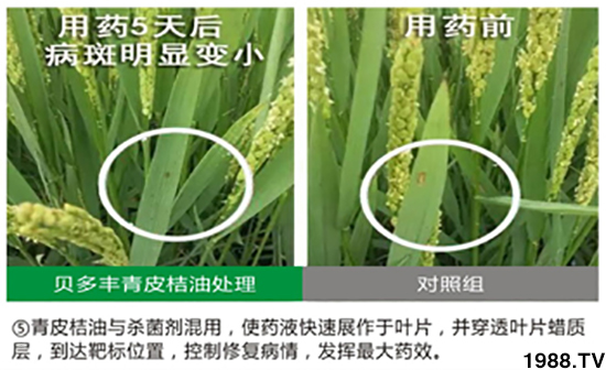 ��Ƥ��������-ؐ���S