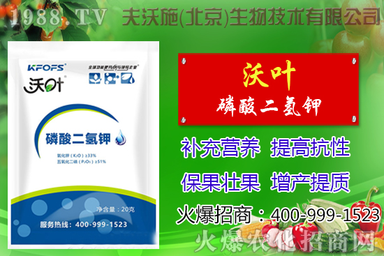 西紅柿摘葉有哪些好處,番茄摘葉技術(shù)及注意事項!