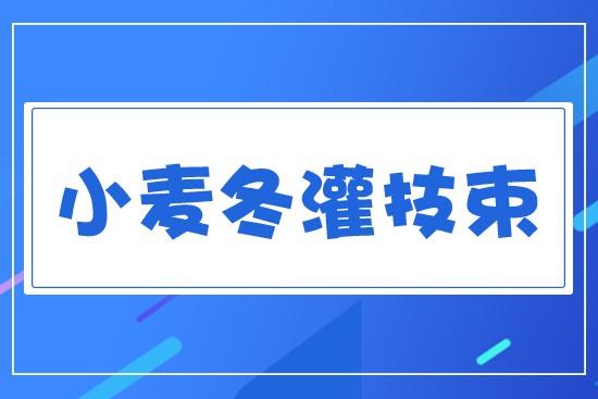 小麥冬灌技術(shù)