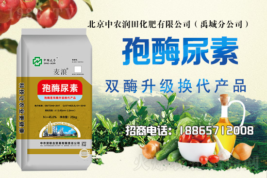 災(zāi)后花生田及時排水散墑,科學(xué)管理做好病蟲害防治