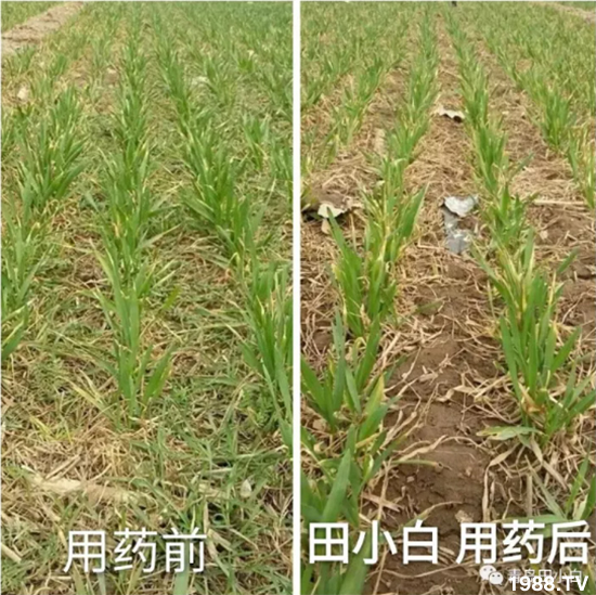 ��(ji��)��(ji��)��Σ����(y��n)����ô������ʲôˎ��Ч������