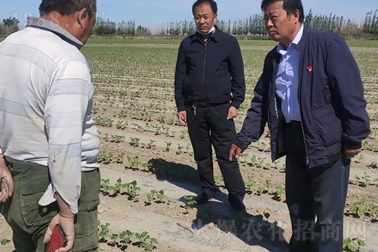 中農(nóng)化新疆北疆辦事處負責人:同路同行共發(fā)展