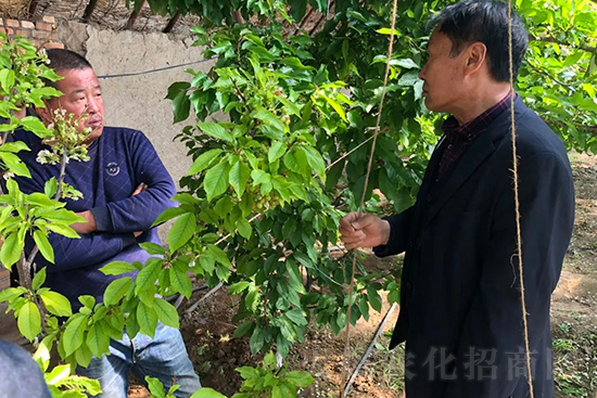 中農(nóng)化新疆北疆辦事處負責人:同路同行共發(fā)展