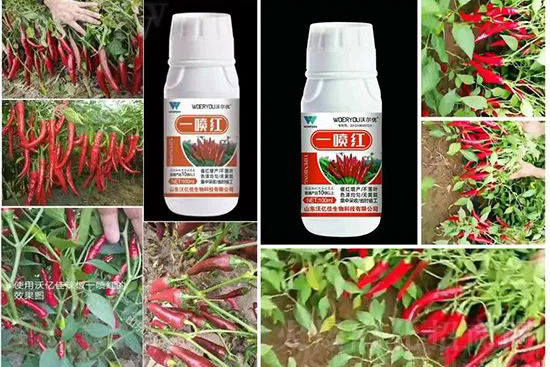 ���t�����95%���߼t�����~�����뷭�׷�����������һ���t��