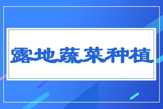 露地蔬菜種植