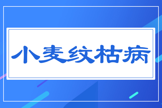 С���y�ݲ�