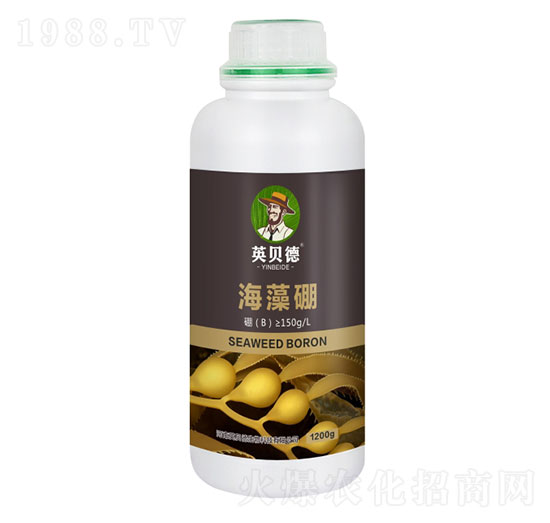 ������-Ӣؐ��