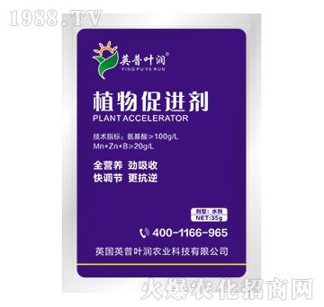 ֲ����M(j��n)��-Ӣ���~��(r��n)