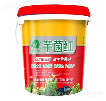 微生物菌劑-芊菌紅-雁來紅