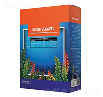 Magic Seaweed-�ָ���