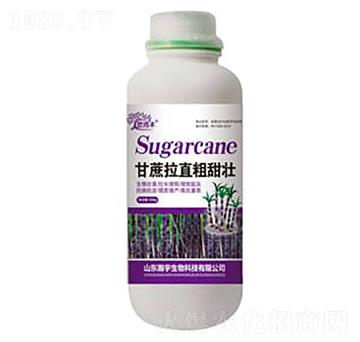 ������ֱ������-�������