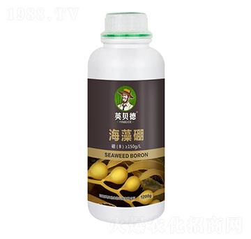 ������-Ӣؐ��