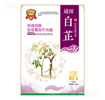白芷中藥材除草方案-苗豐樂-苗樂康農(nóng)業(yè)